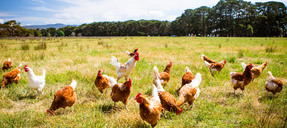 Arcos Dorados inicia la transición para servir huevos de gallinas criadas libres de jaulas en Brasil