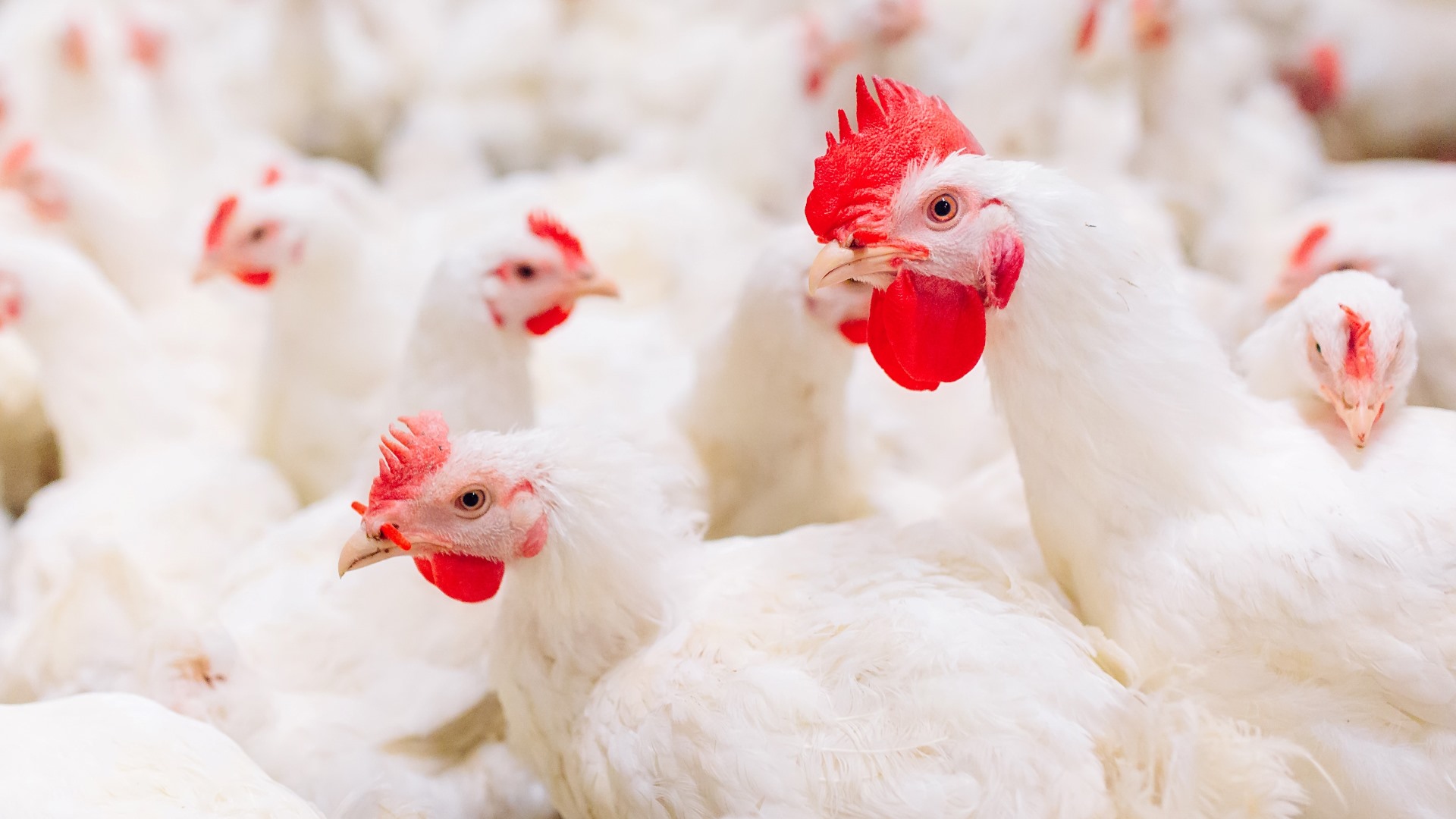 El 100% de los huevos servidos en nuestros restaurantes de Costa Rica provienen de gallinas libres de jaula